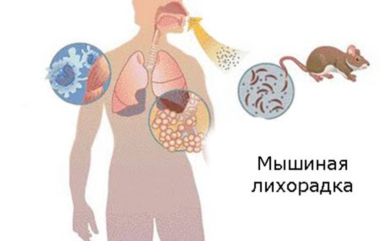 Широкий лентец: симптомы, лечение и профилактика дифиллоботриоза - сибирский медицинский портал