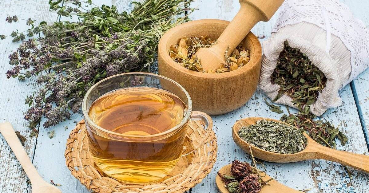 Подорожник-трава: любимое «лекарство» из детства