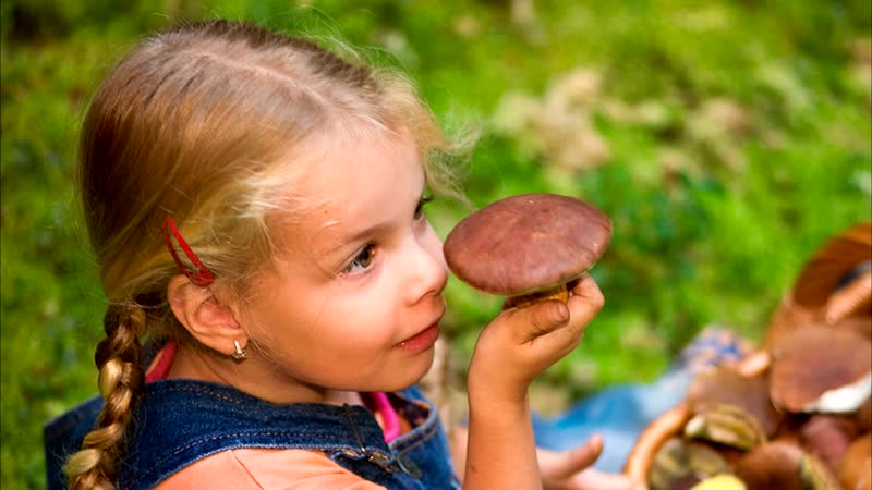 Можно ли детям грибной суп: как начать знакомство с грибовницей