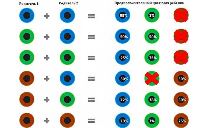 Какие глаза передадутся ребенку по родителям: определение вероятности цвета по таблице