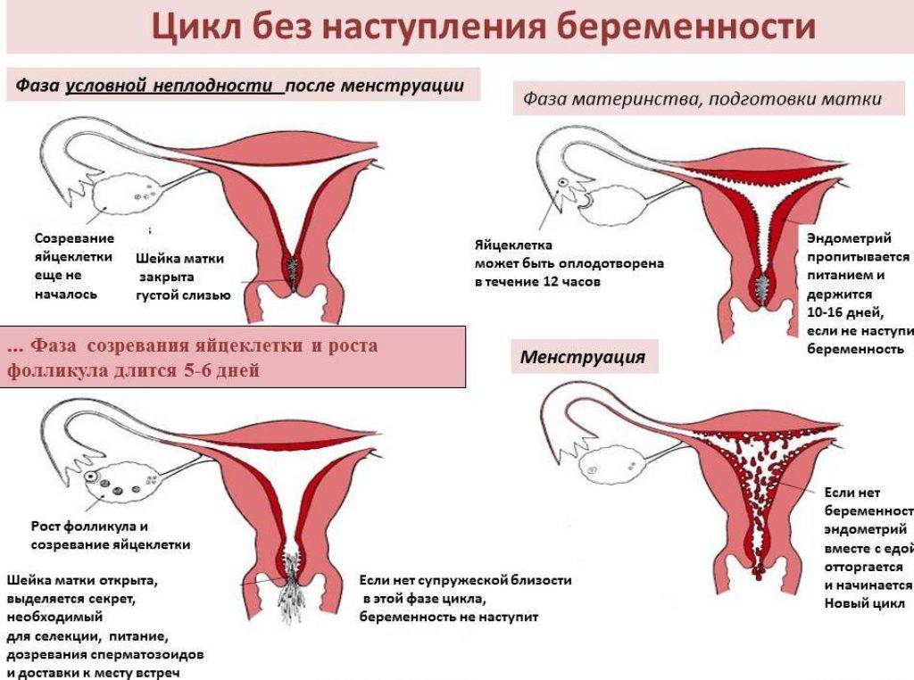 Шейка матки на ранних сроках при беременности: как выглядит до зачатия и после оплодотворения?