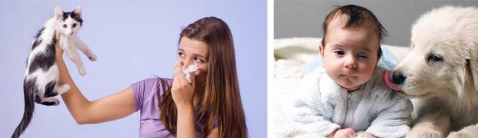 Симптомы аллергического ринита, как проявляется аллергический насморк