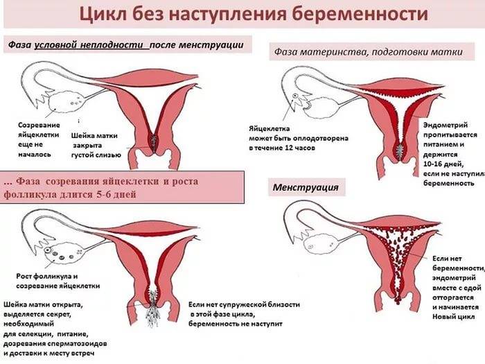 Ведение женщин в менопаузе с эндометриозом в анамнезе » библиотека врача