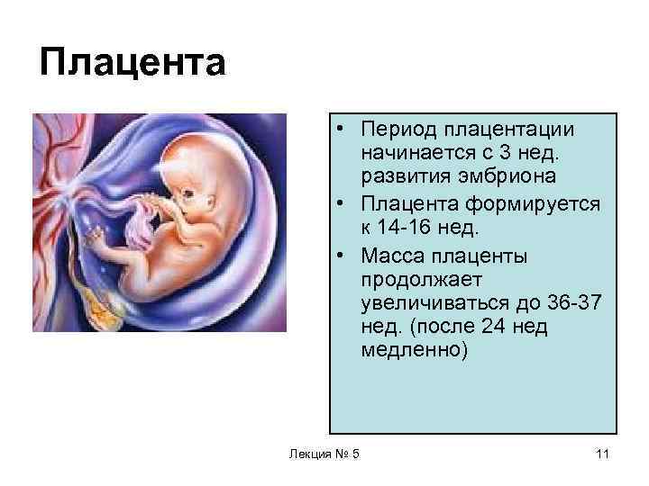 Плацента в ходе беременности: что важно знать - наблюдение беременности.  здоровье