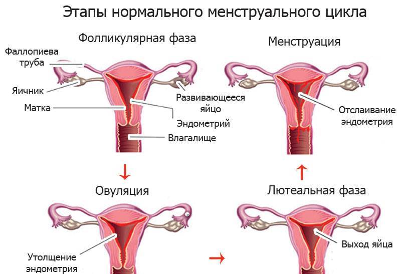 Лечение аденомиоза у женщин недорого в москве
