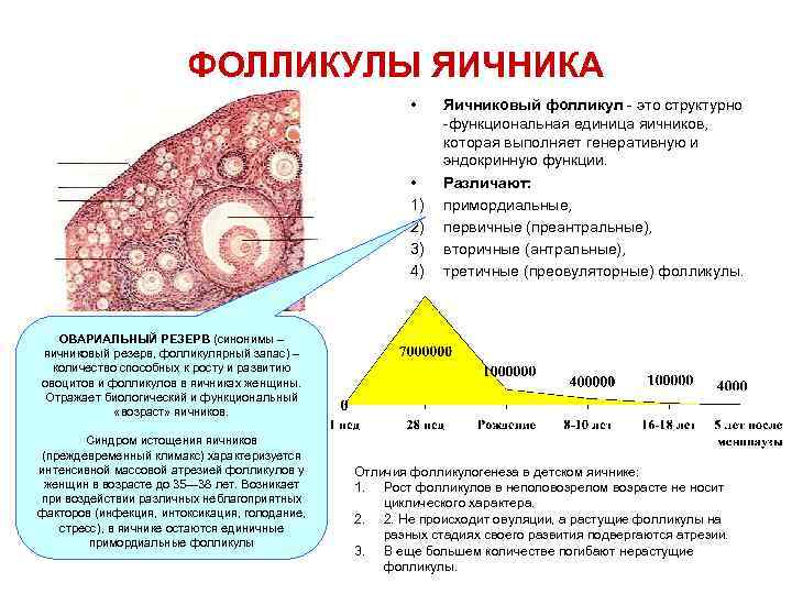 Сказка о потерянных фолликулах: оцениваем овариальный резерв