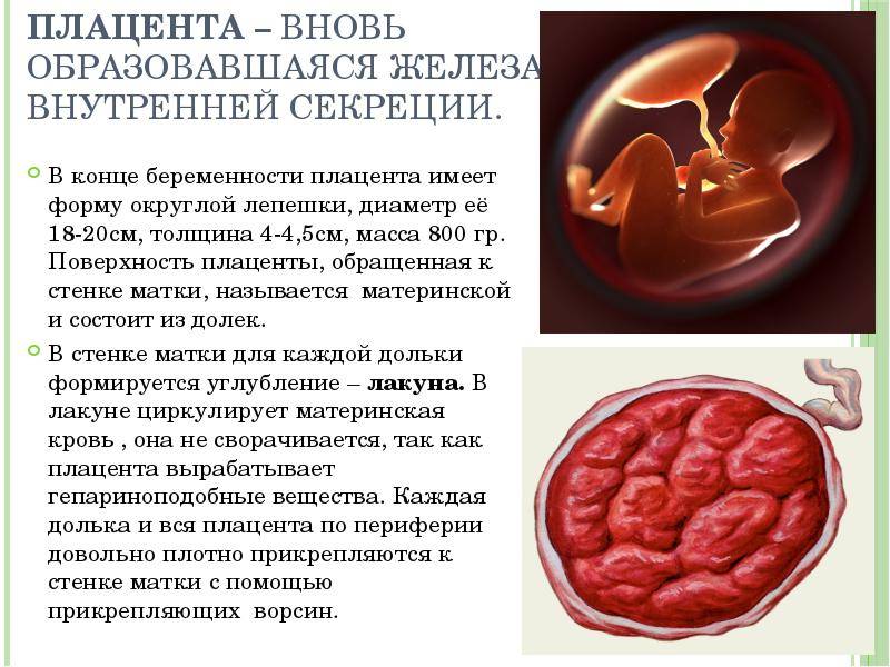 Плацента на какой неделе. Сроки формирования плаценты. Плацента железа внутренней секреции. Из чего формируется плацента.