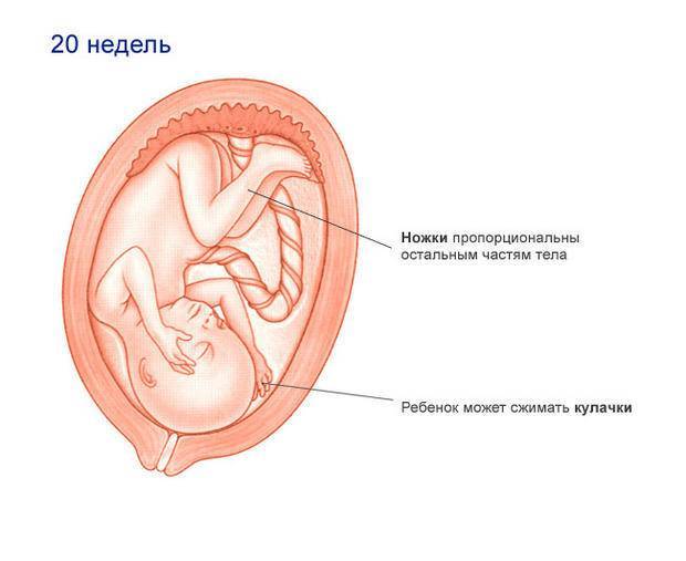 Узи на 3 неделе беременности: фото плода, что покажет, можно ли делать