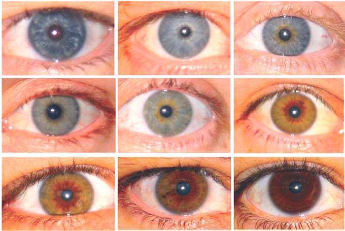 Когда меняется цвет глаз у новорожденных: какого они цвета у маленьких детей?