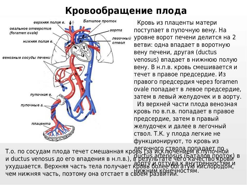 Где находится полая вена во время беременности