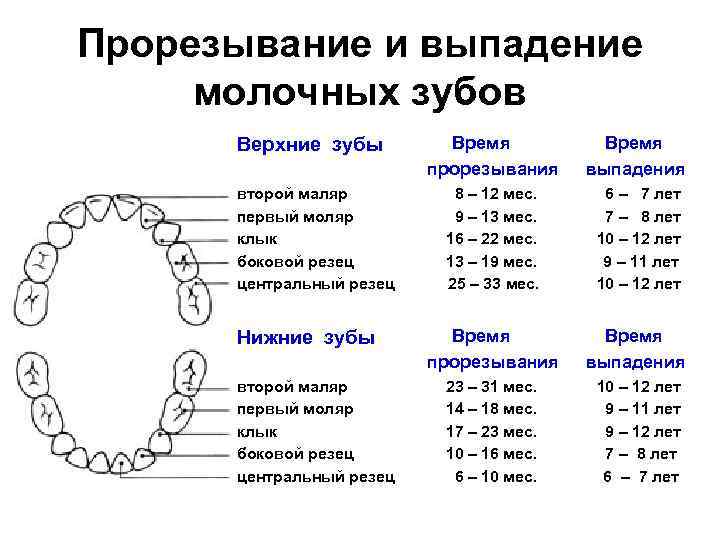 Сколько зубов у человека, зубная формула