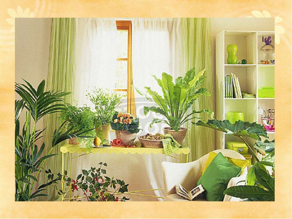 Популярные растения для озеленения и украшения детской комнаты и помещений детских дошкольных учреждений. рекомендованные и запрещенные (25 фото & видео) +отзывы