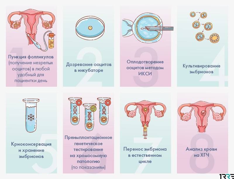 День переноса эмбрионов | перенос эмбрионов на 3 день и на 5 день