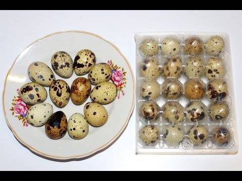 Сколько варить перепелиные яйца для ребенка: вкрутую, как правильно варить