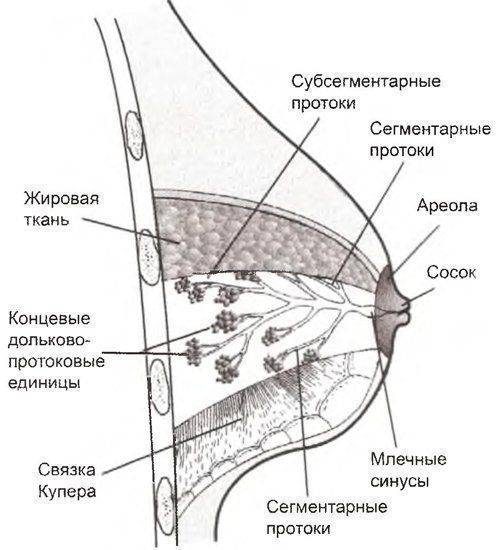 Строение женских молочных желез