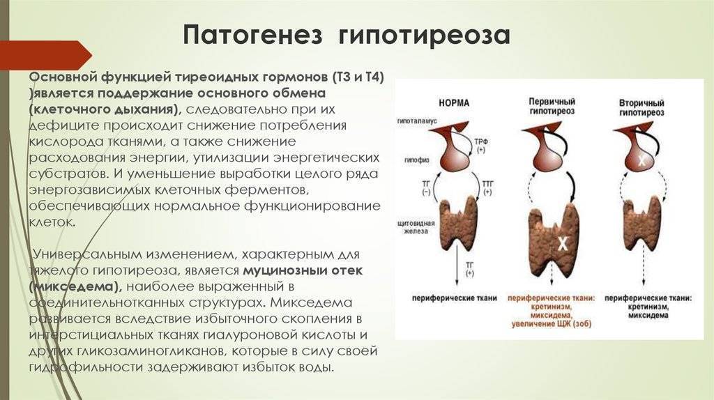 Влияние щитовидной железы на работу организма