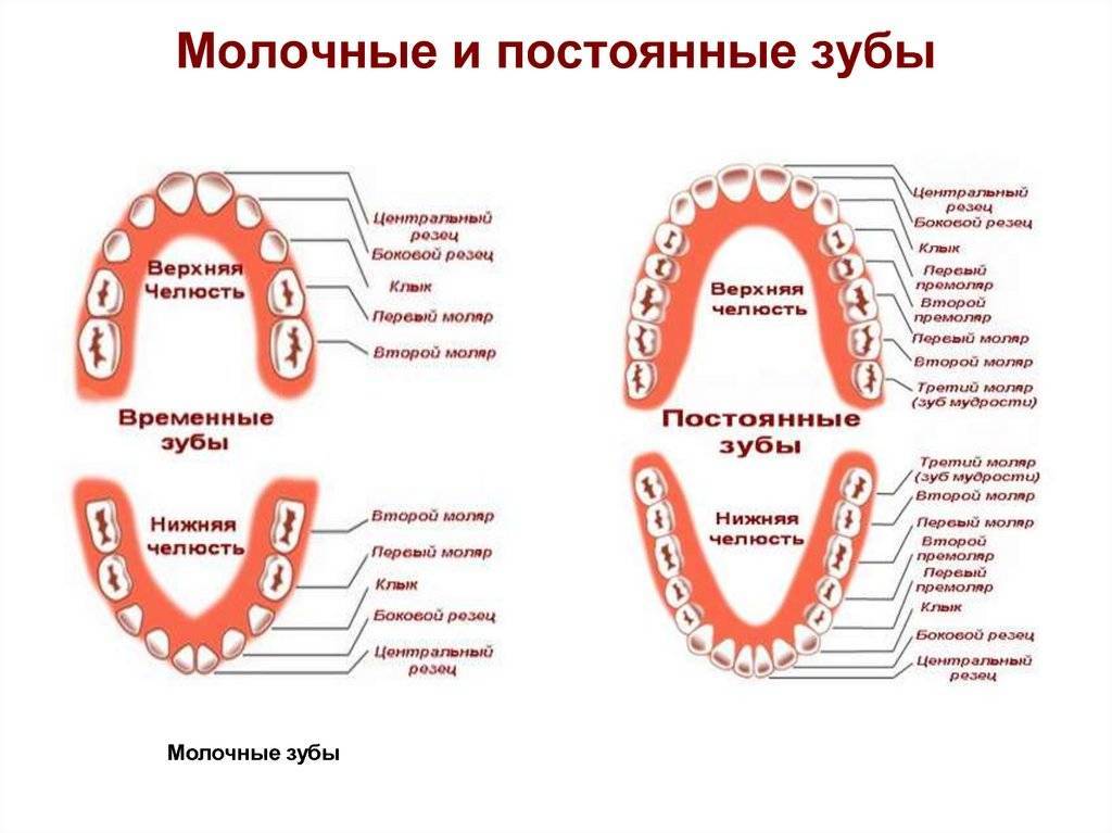 Какие коренные зубы молочные, а какие постоянные: фото, симптомы, когда выпадают