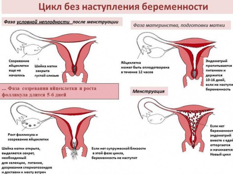 Анализ на скрытые инфекции у женщин, подготовка. советы гинеколога.