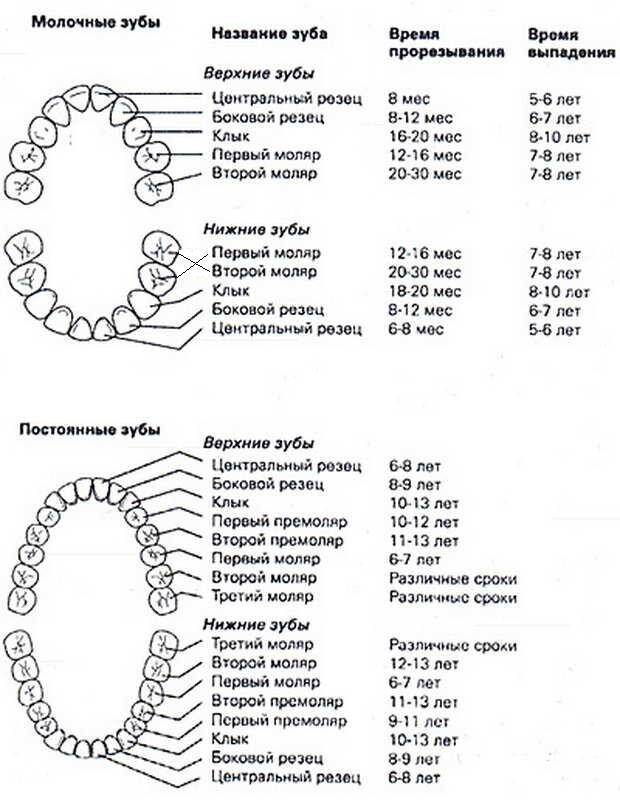 Зубы у детей: порядок прорезывания, сроки прорезывания зубов - krasgmu.net