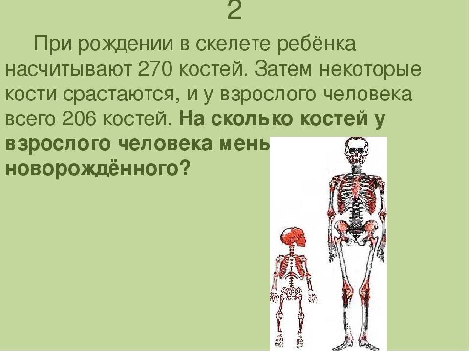 Сколько костей в теле младенца, почему их больше чем у взрослого