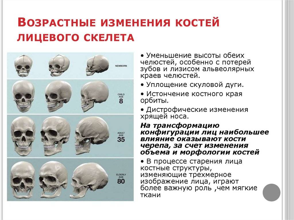 Сколько костей у человека