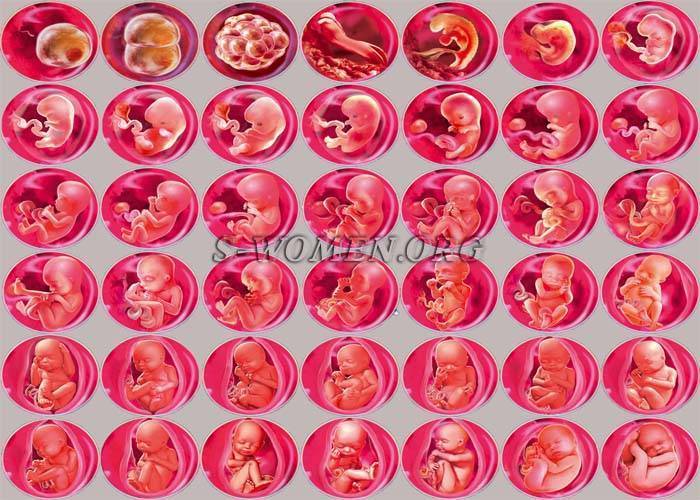 Имплантация эмбриона: признаки, ощущения, сроки