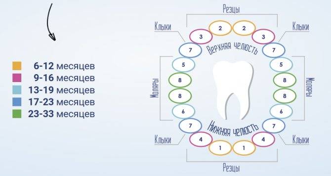 Как понять, что у ребенка режется первый зуб: 12 симптомов и 4 эффективных способа помочь малышу
