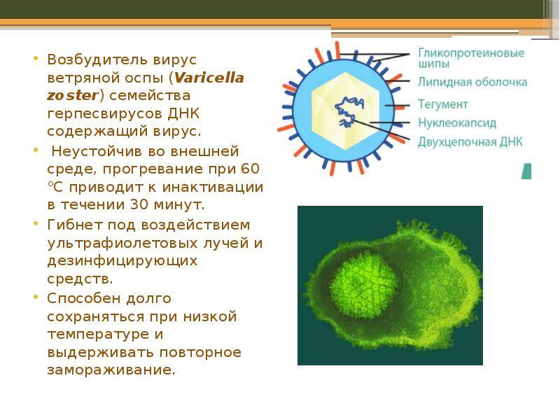 Антитела к вирусу варицелла-зостер lgg, varicella-zoster igg авидность