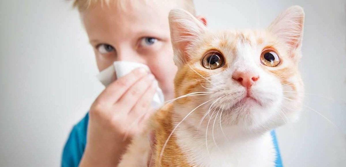 Аллергия на животных и шерсть у детей и взрослых: симптомы и лечение