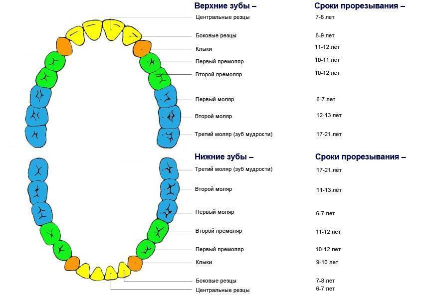 Сроки и порядок прорезывания молочных зубов у детей – схема, график