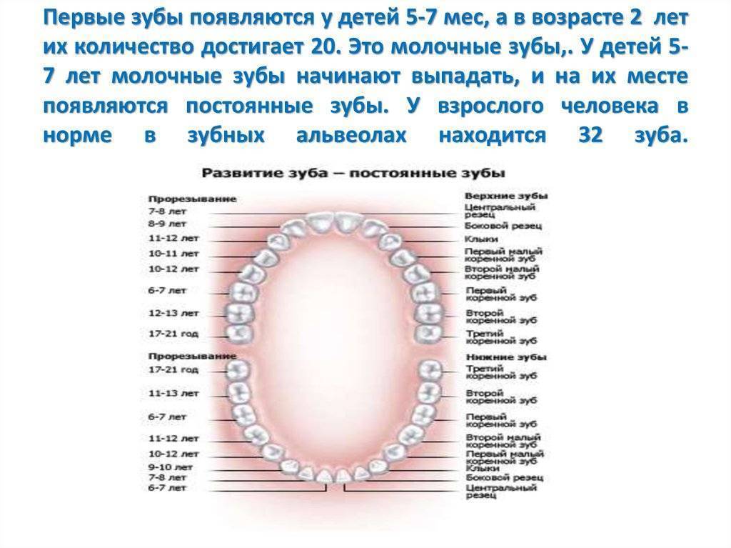 Коренные зубы у детей – симптомы прорезывания зубов, осложнения, уход