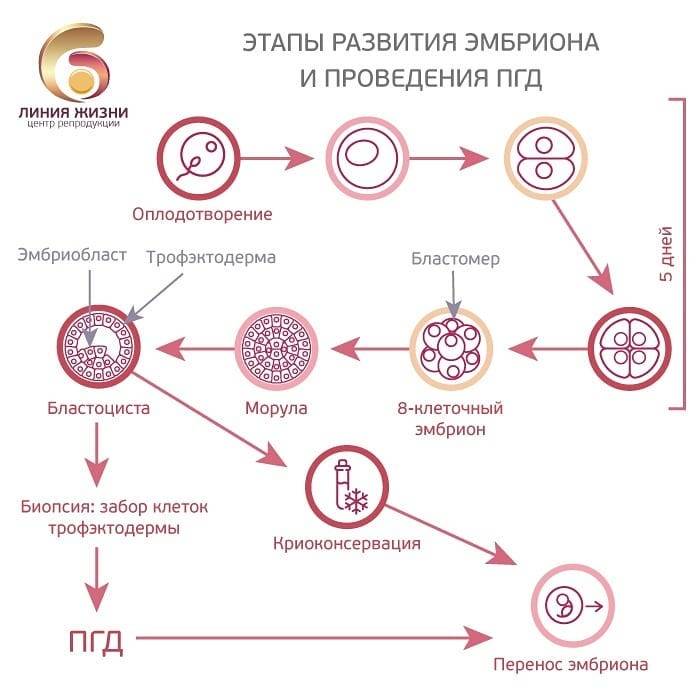 Пгд эмбрионов, преимплантационная генетическая диагностика эмбрионов