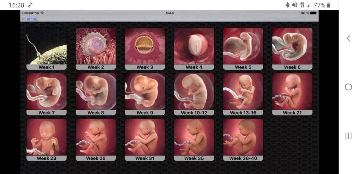 Сколько эмбрионов подсаживают при эко?