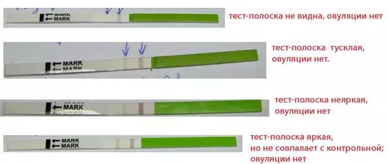 Мониторинг фолликулогенеза - овуляция под контролем
