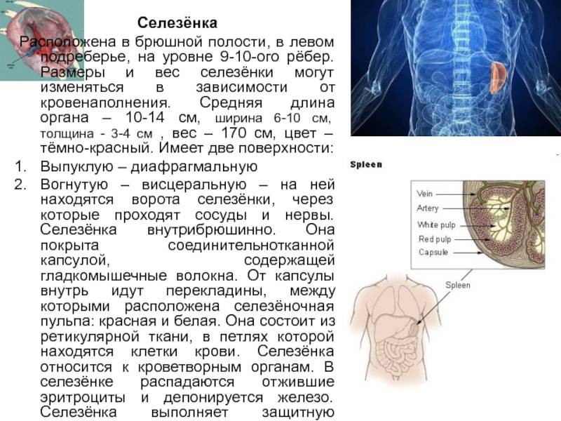 Что болит под левым ребром спереди. Боль в левом подреберье. Органы в левом подреберье. Боль в левом подреберье спереди после еды. Болит в левом подреберье сбоку.