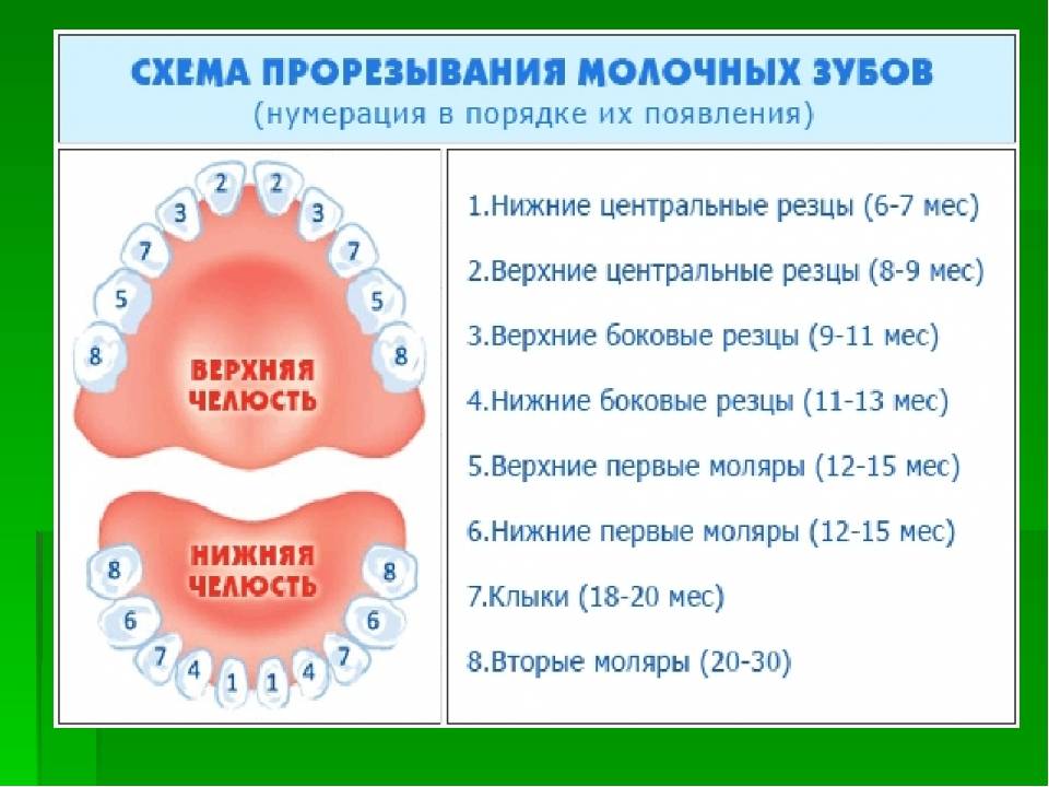 Сроки прорезывания зубов у детей: таблица появления молочных единиц, график и порядок роста