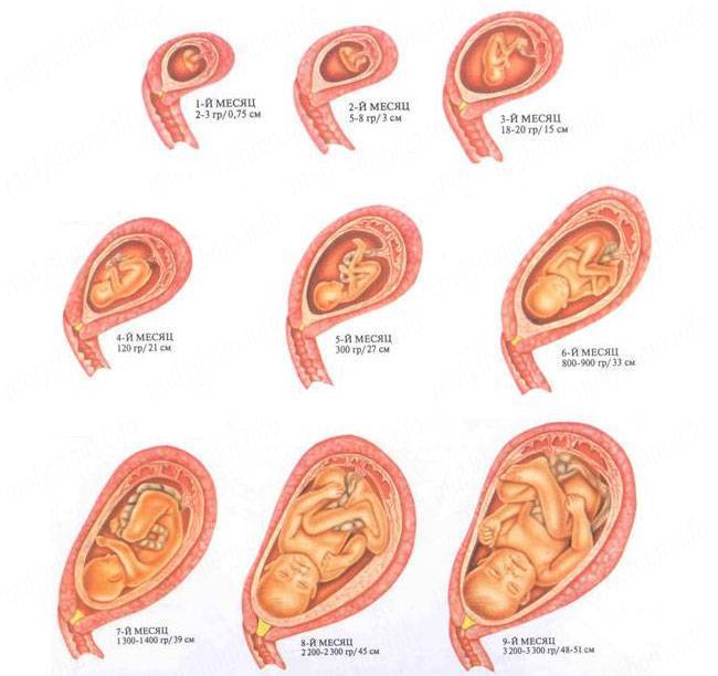 Тревожные симптомы на 8 месяце беременности