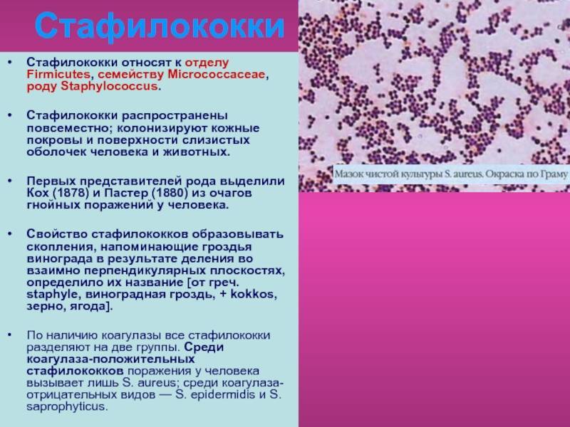 Стафилококк – стафилококковые инфекции