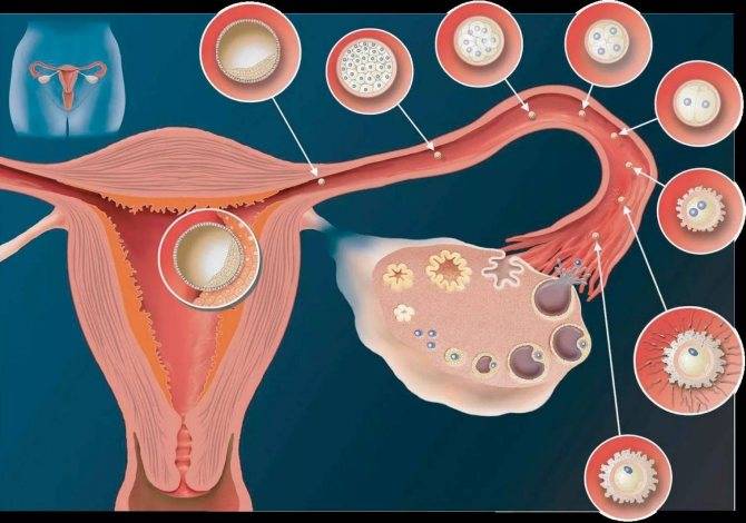 Возможна ли беременность, если нет двух яичников: немного анатомии и физиологии, можно ли забеременеть | pro-md.ru