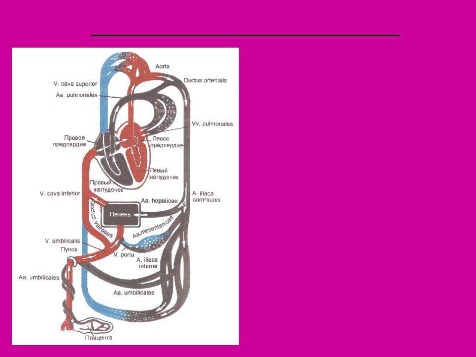 Кардиогенез :: кнорре а.г. краткий очерк эмбриологии человека (развитие сосудистой системы и кровообращения)