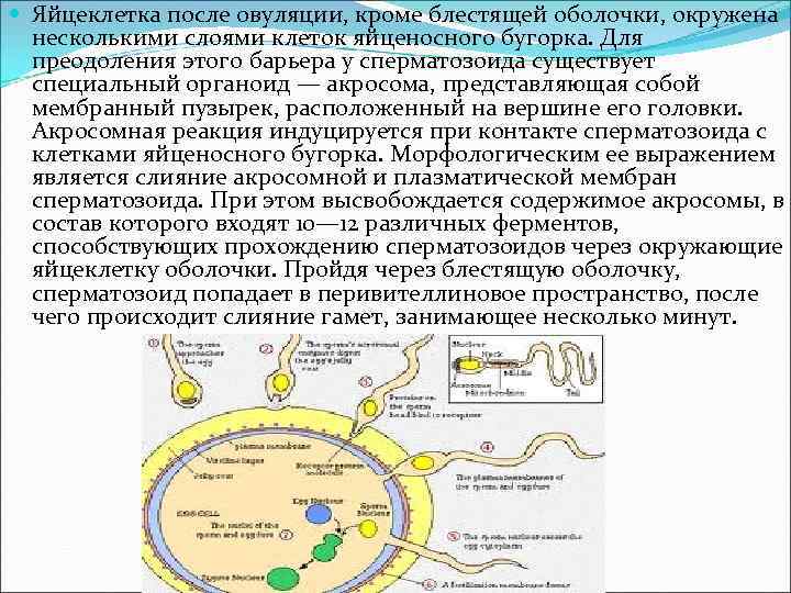 Как делают эко сегодня: подробности короткого протокола эко
