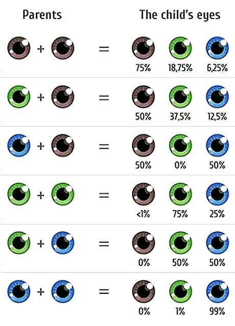 Какой цвет глаз будет у новорожденного ребенка, если у родителей они карие, голубые или зеленые?