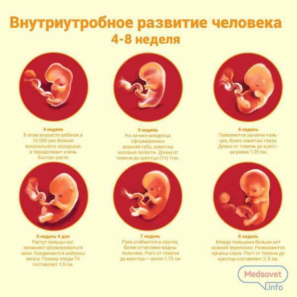 Одноразовые органы: 10 вопросов о том, что происходит во время беременности — wonderzine