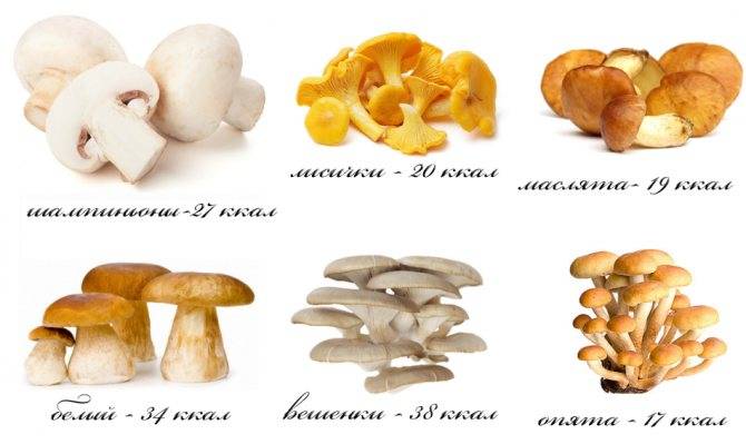 Как правильно включать в рацион кормящей женщины грибы