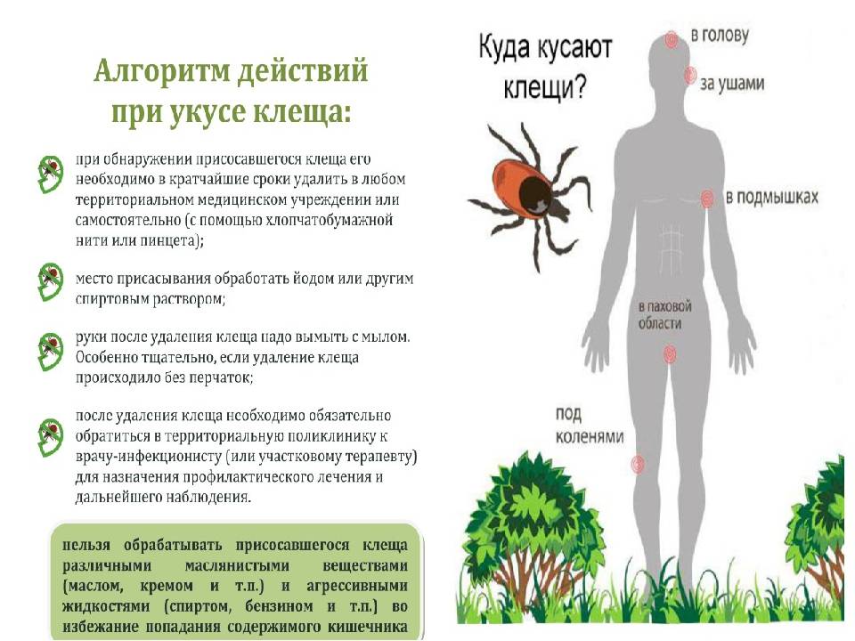 Памятки по клещевому энцефалиту для детей в картинках