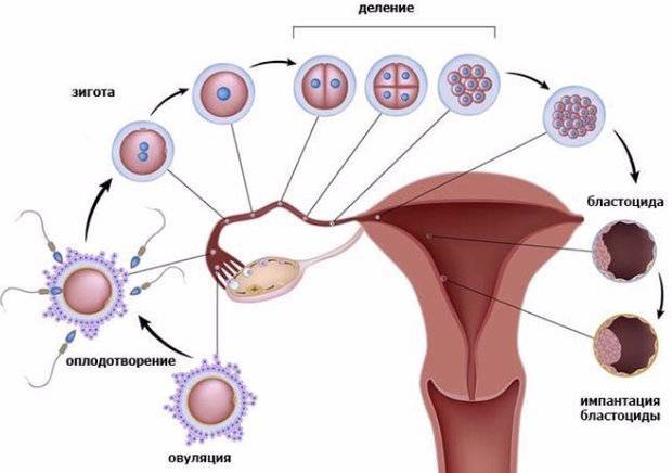 Когда происходит зачатие после полового акта, сопровождается ли оплодотворение симптомами?