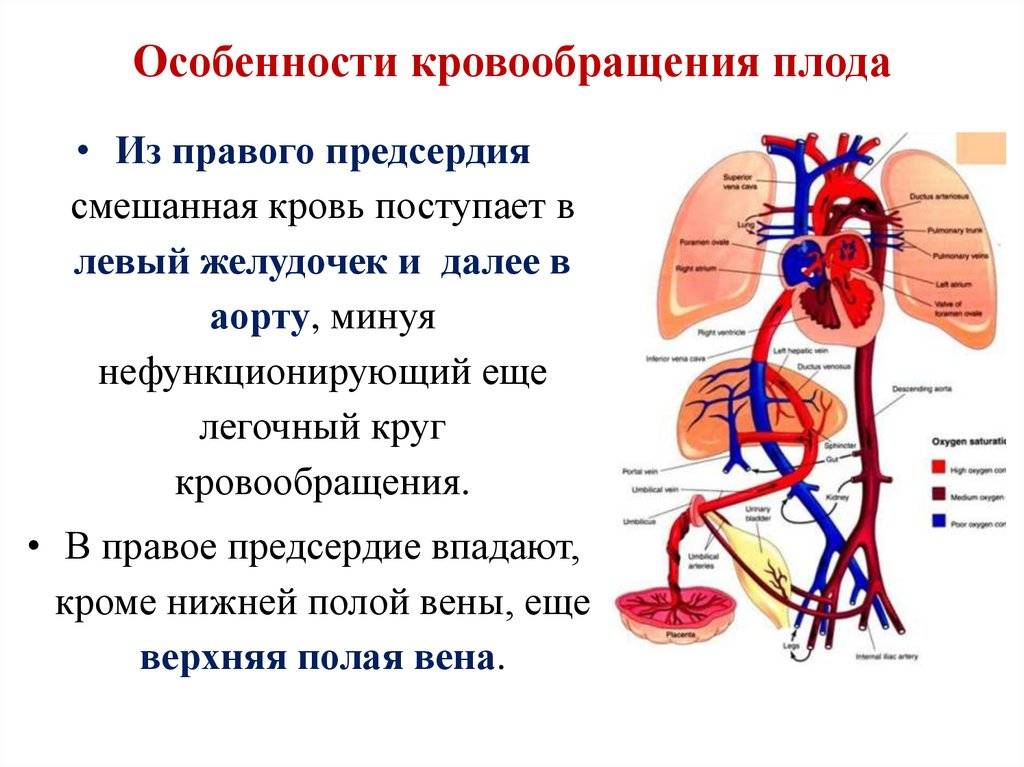 Основы анатомии и физиологии человека. профессиональные заболевания: анатомия органов кровообращения