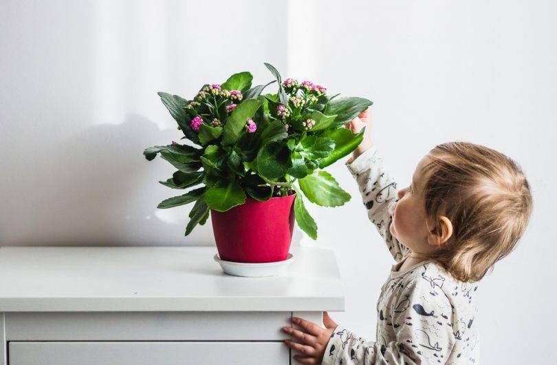 Какие цветы полезны для детской комнаты, чем нужно руководствоваться при выборе?