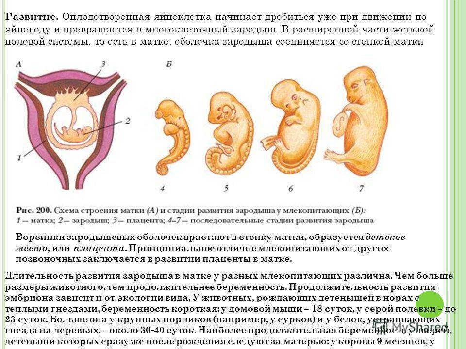 На какой неделе плацента сформирована полностью imother.su- все для будущей мамы