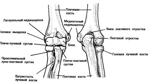 Перелом дистального метаэпифиза лучевой кости (перелом лучевой кости «в типичном месте»)